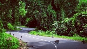 Hutan Pusuk Lombok Utara, Sumber ig @amrikesuma