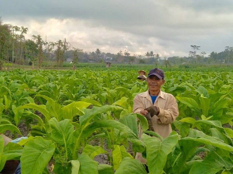 Kebun tembakau yang ada di Lombok, Sumber: jaringanpenulis.com