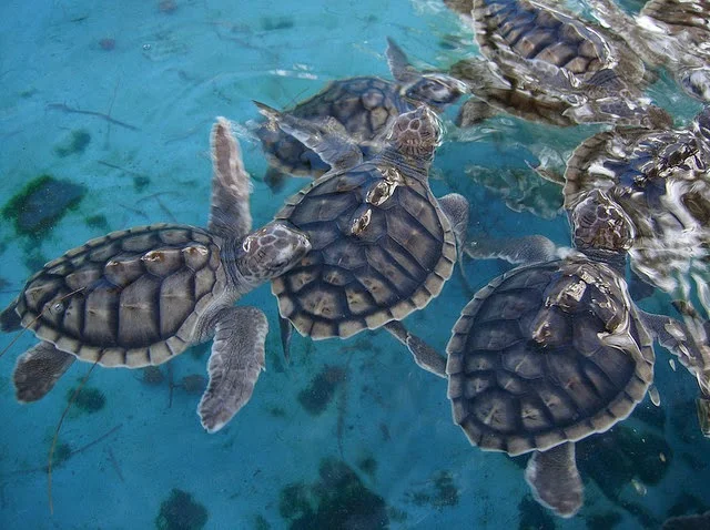 Aneka binatang laut di bawah pantai. Sumber: http://wisatalombokaja.blogspot.com/