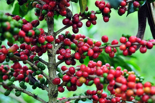 Daerah penghasil kopi di Lombok, sumber kesinikapan.blogspot.com