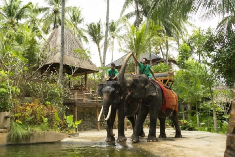 Berwisata ke Lombok Elephant Park, Sumber: kumparan.com
