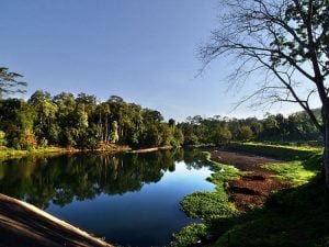 Pesona Hutan Sesaot yang memikat wisatawan, Sumber: indonesiatraveler.id