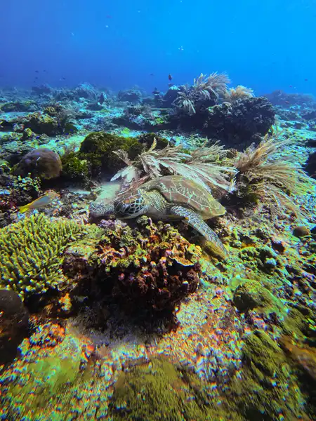 Doropeti destinasi open trip Lombok Labuan Bajo kapal Alfathran-3