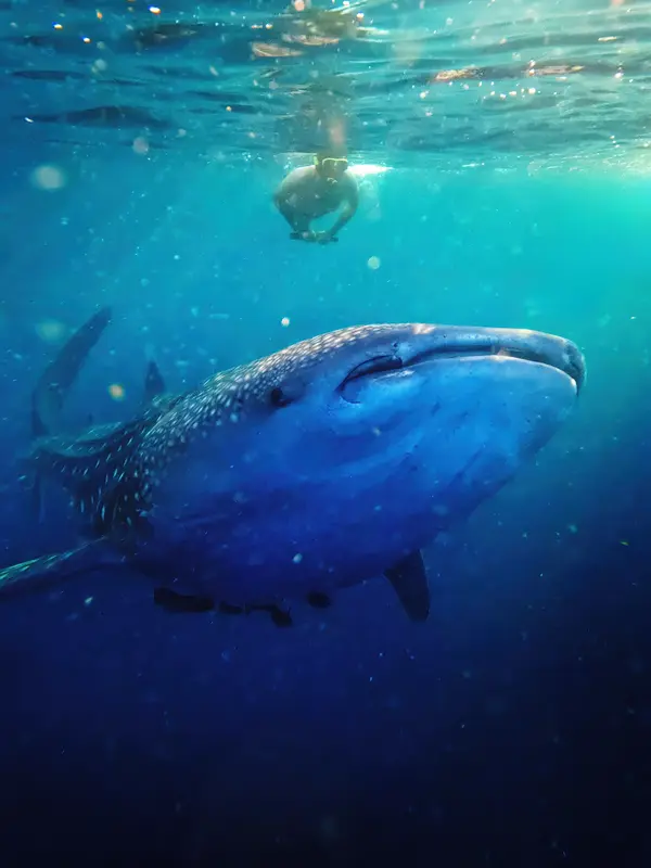 Saleh Bay Whale Shark Point destinasi open trip Lombok Labuan Bajo kapal Alfathran-3