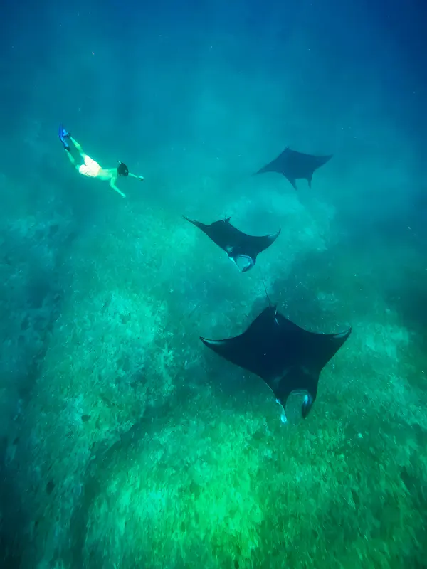 Manta Point destinasi open trip Lombok Labuan Bajo kapal Alfathran-3