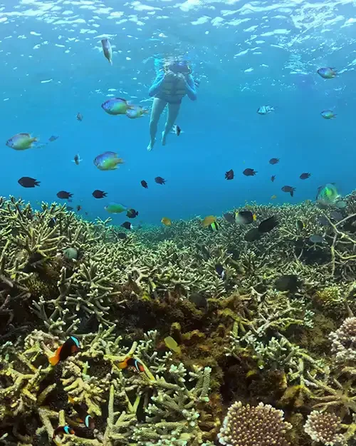 snorkeling gili kondo dengan trumbu karang