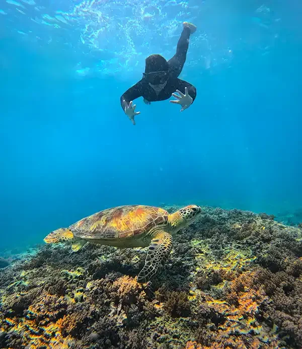 snorkeling lombok dengan penyu di gili trawangan